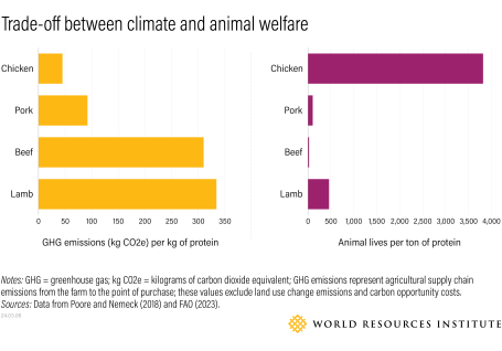 Chart showing that sourcing meat with lower GHG emissions, like chicken, often leads to more animals being slaughtered for the same amount of protein.